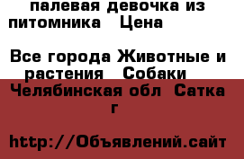 палевая девочка из питомника › Цена ­ 40 000 - Все города Животные и растения » Собаки   . Челябинская обл.,Сатка г.